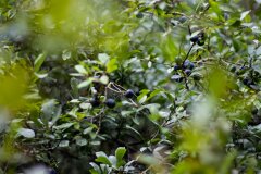 IMG_9988